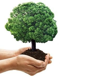 Proljetna sadnja drveća u parkovima